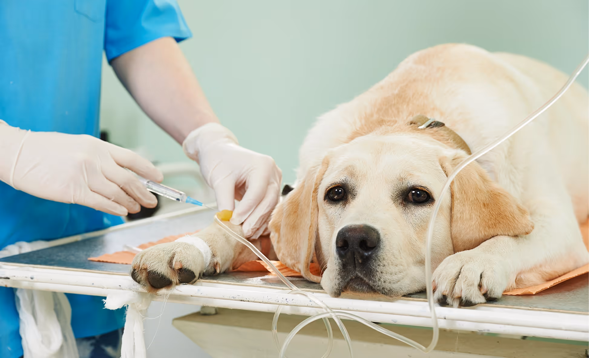 Dogs getting chemotherapy treatment 