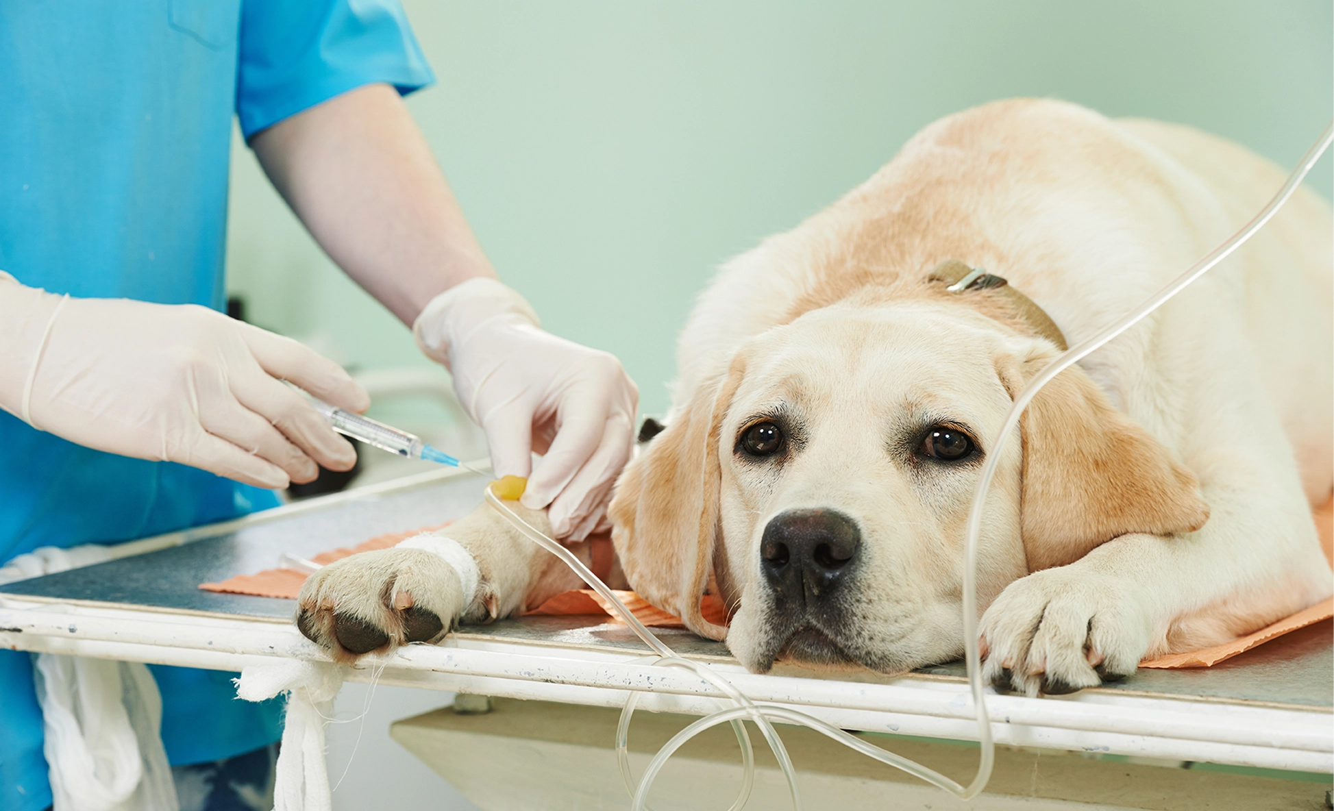 Dogs getting chemotherapy treatment 