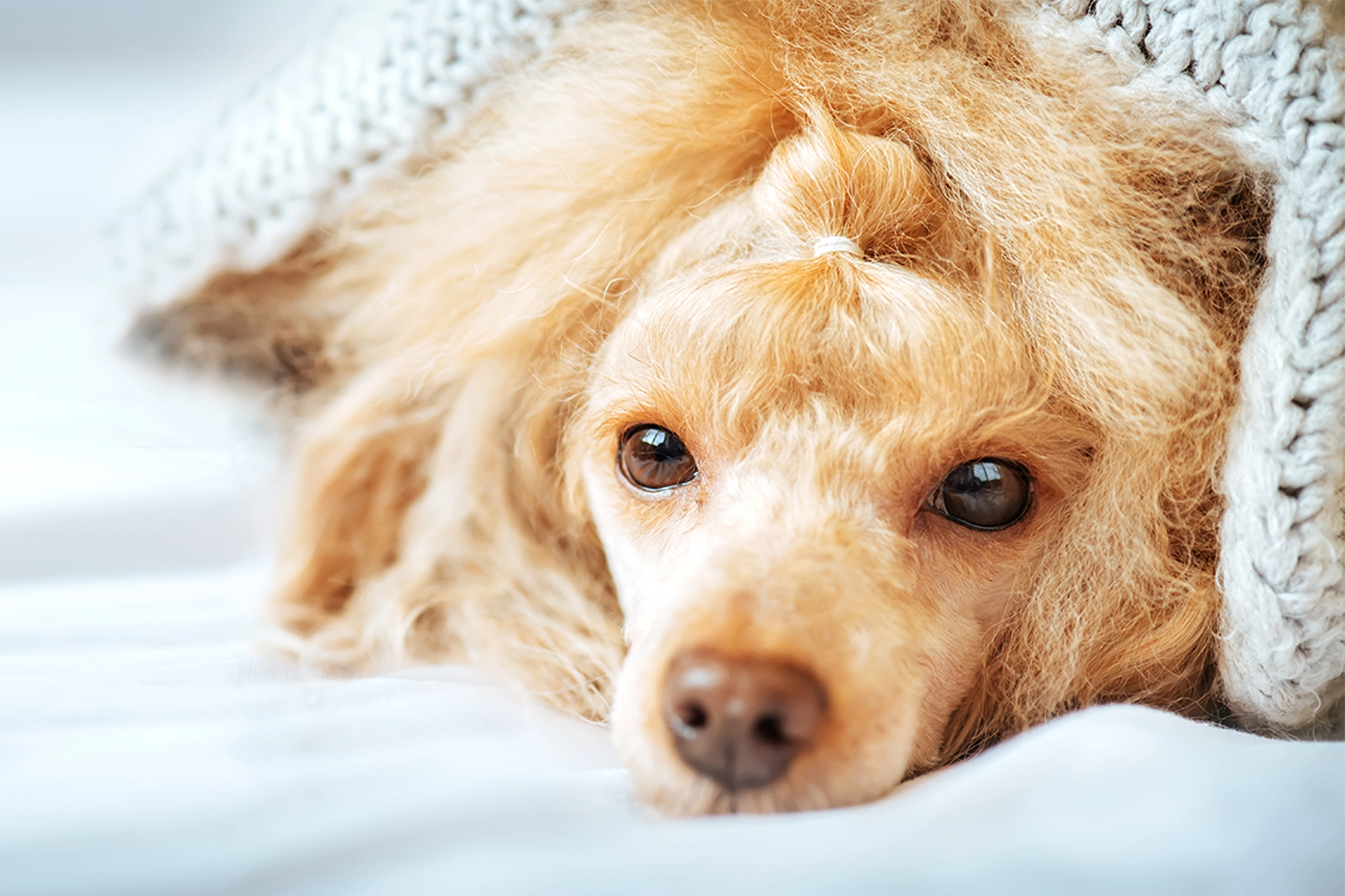 dog feeling nauseous