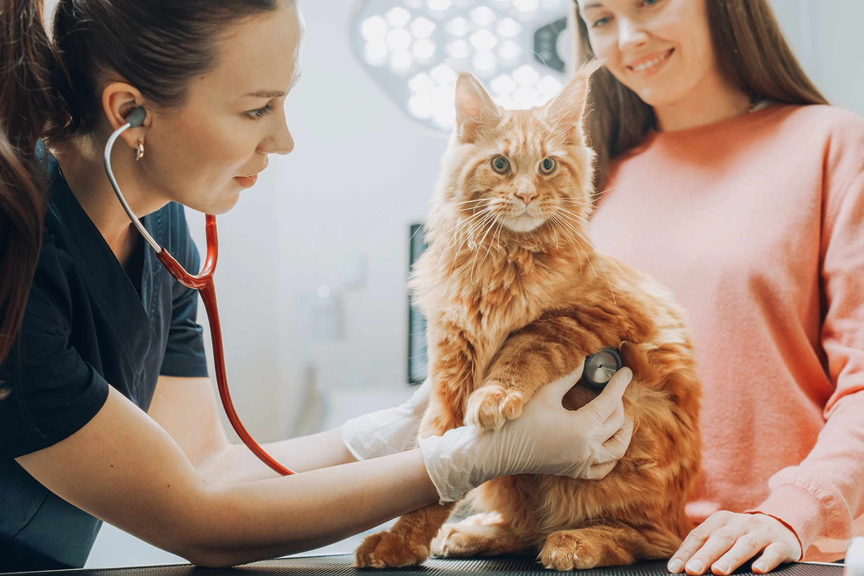 Cat visiting the vet