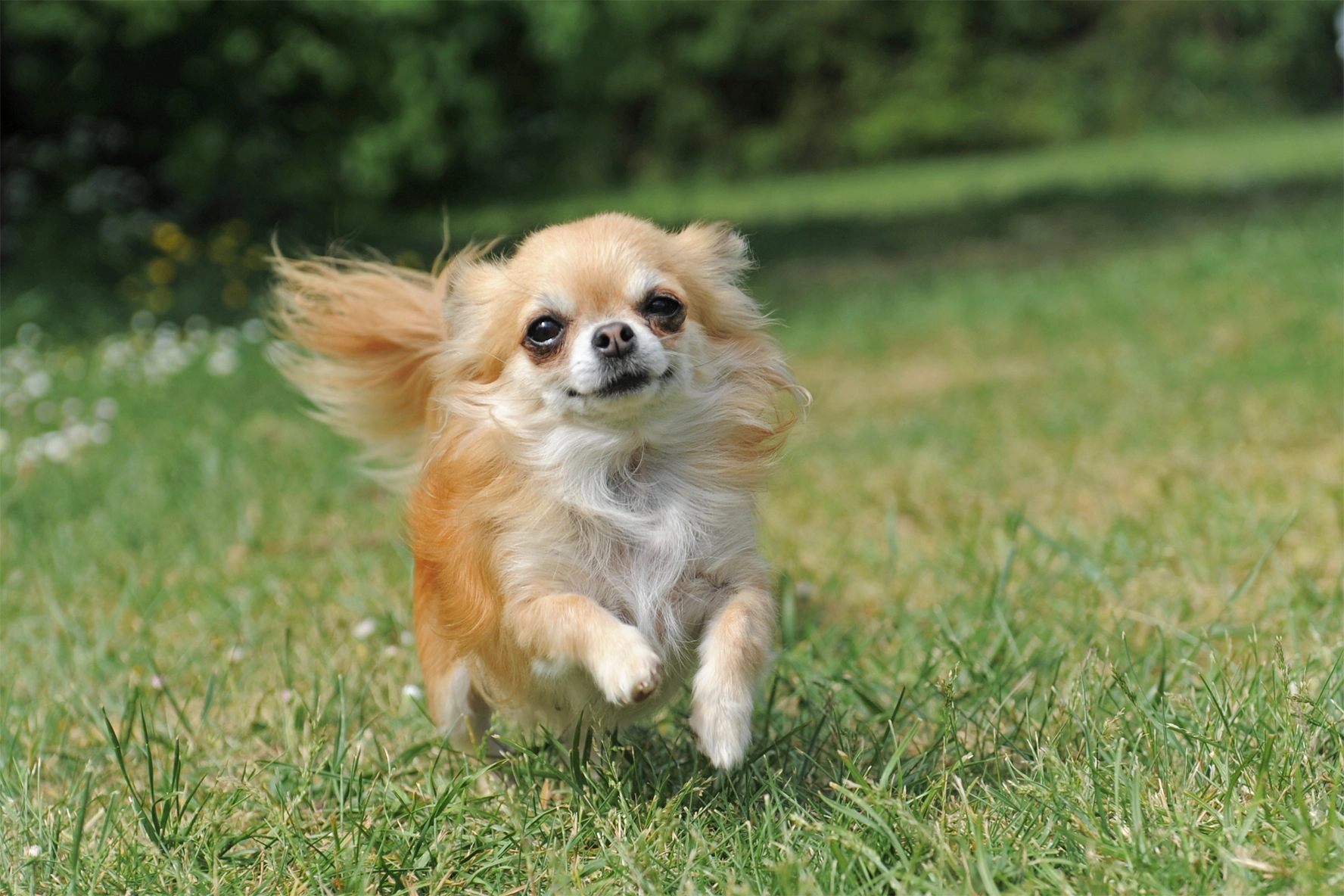 Chihuahua running about