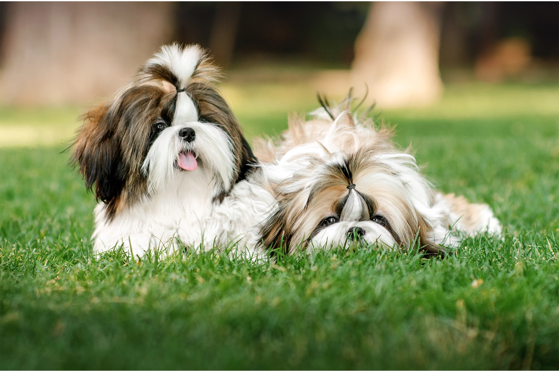 Shih Tzu
