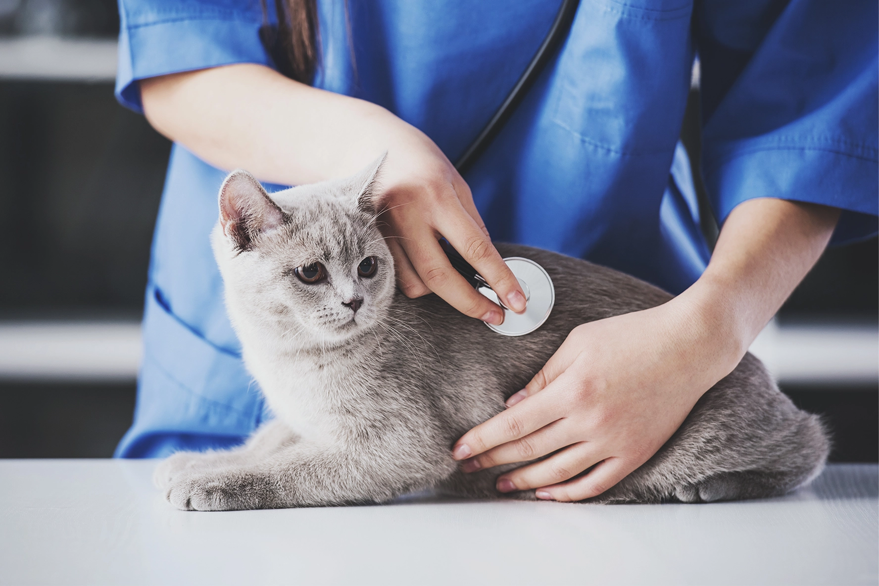 Cat visiting a vet