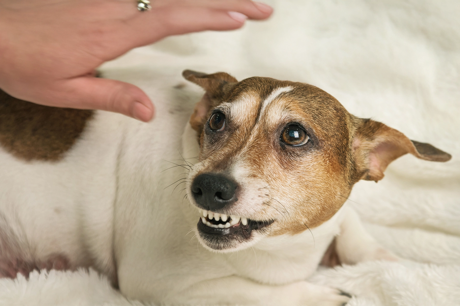 Dog growing at owner