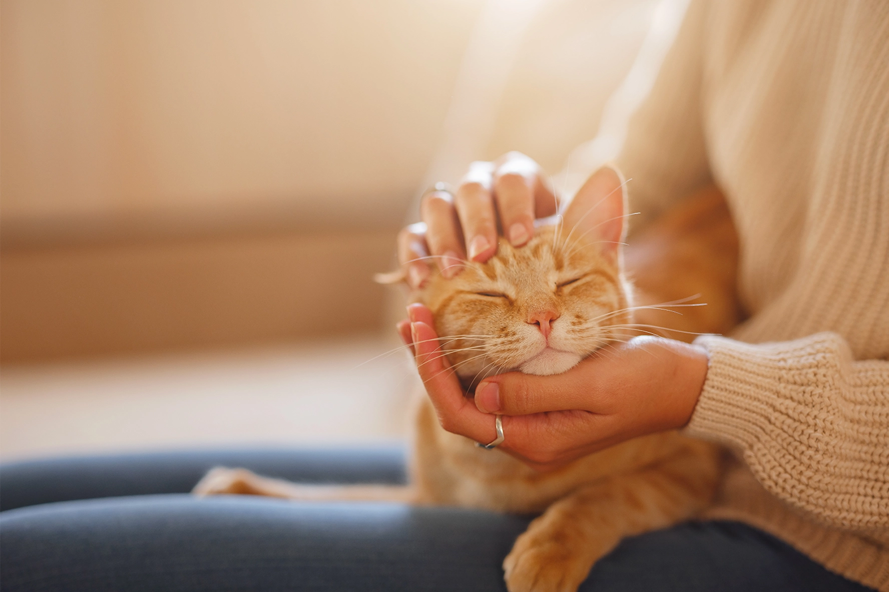 Cats resting with its owner