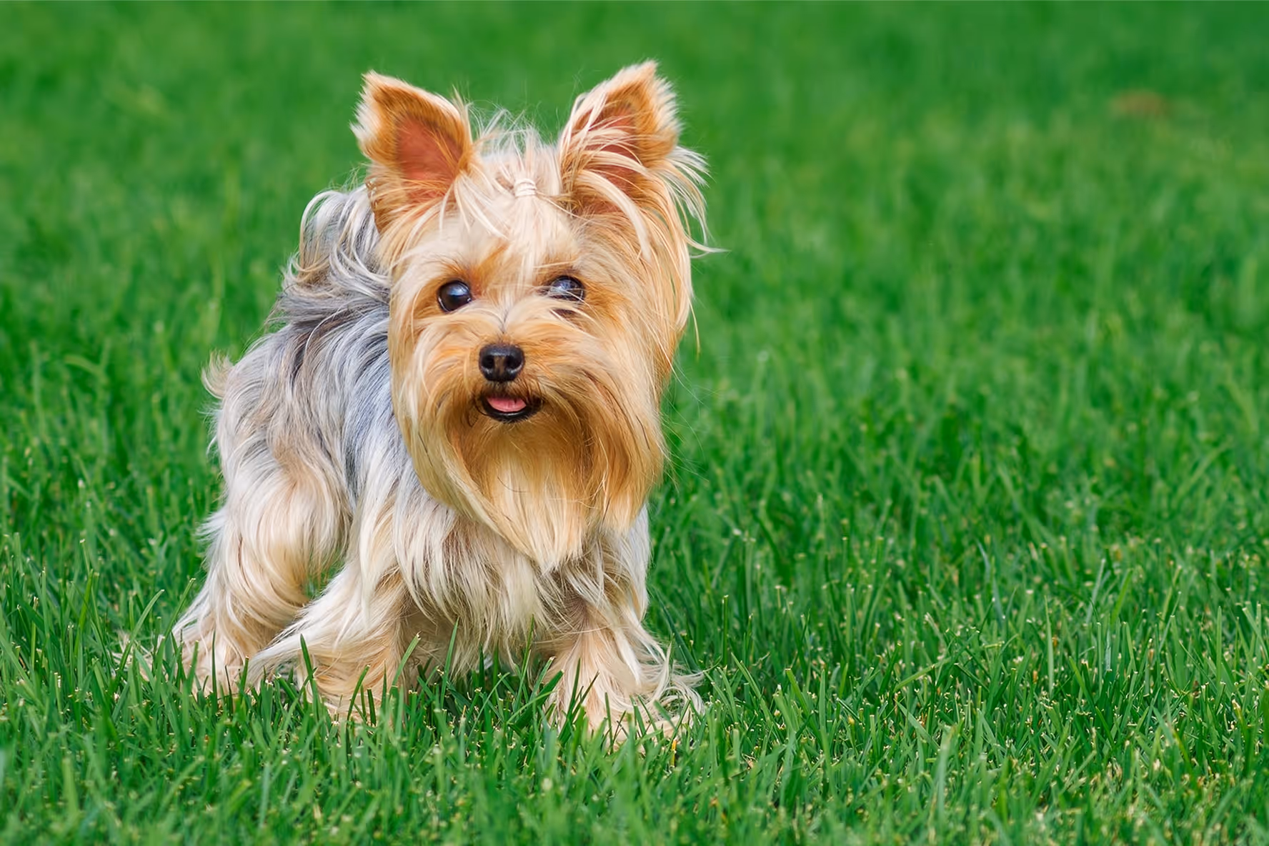Yorkshire Terrier
