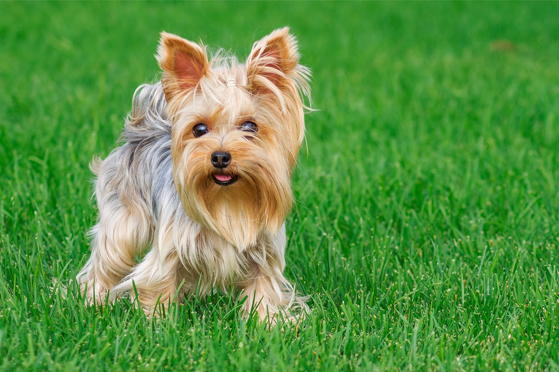 Yorkshire Terrier