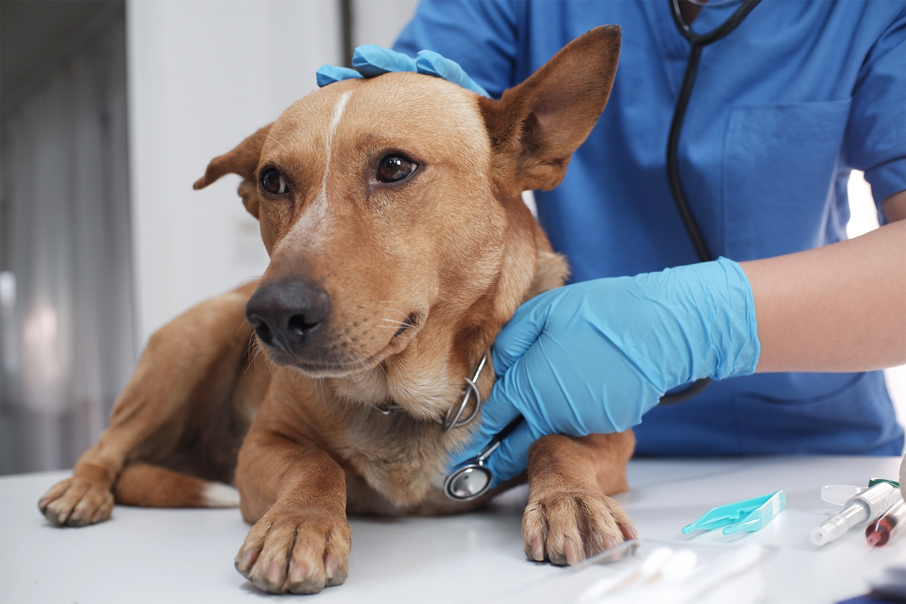 Dog doing through a check-up