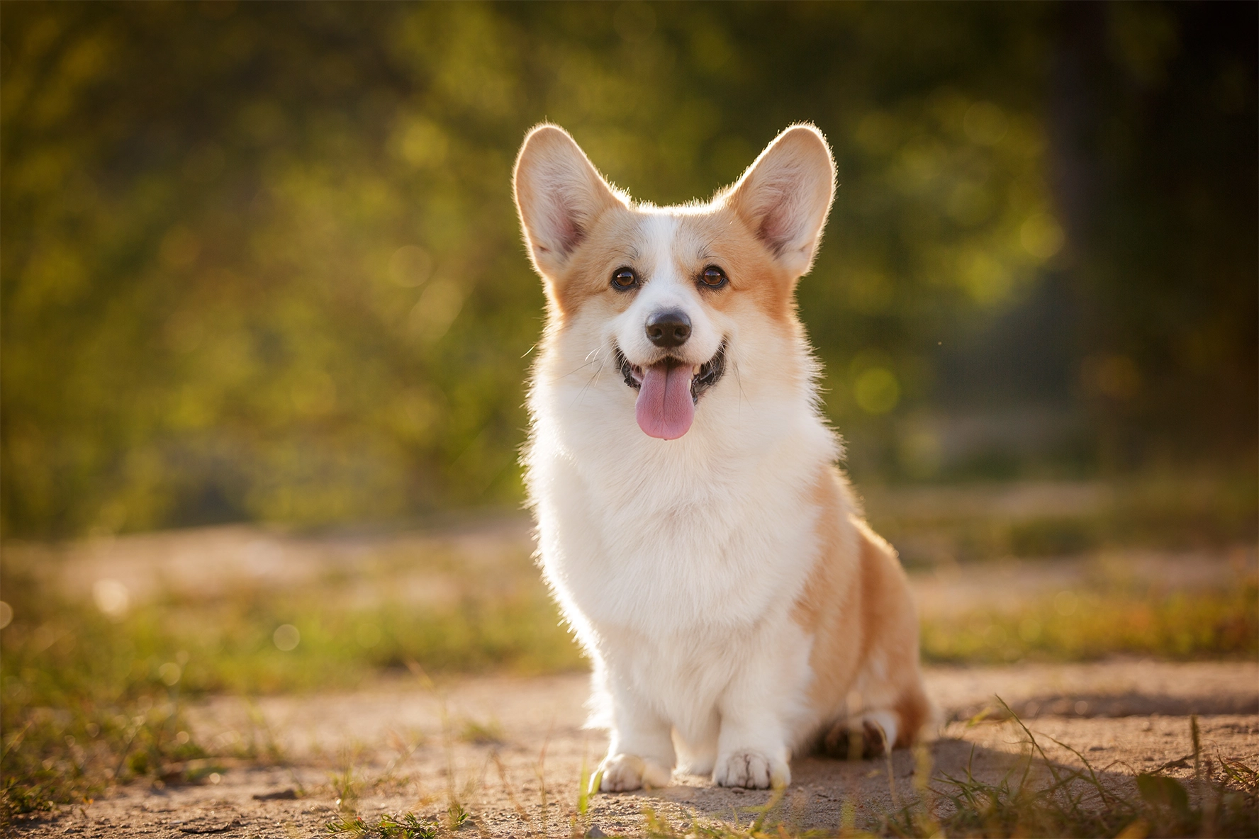 Corgi