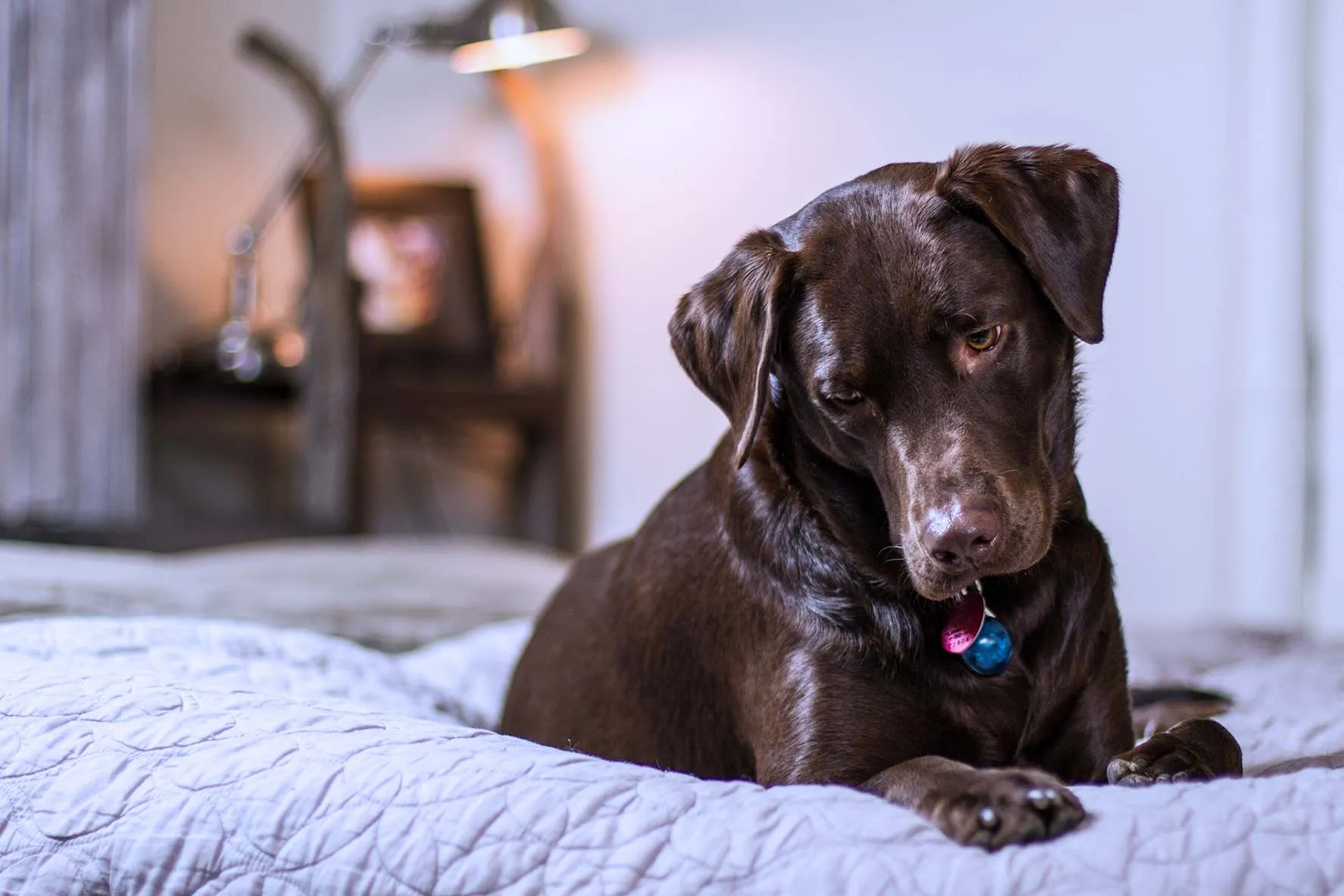 Dog resting comfortably at home during lymphoma treatment