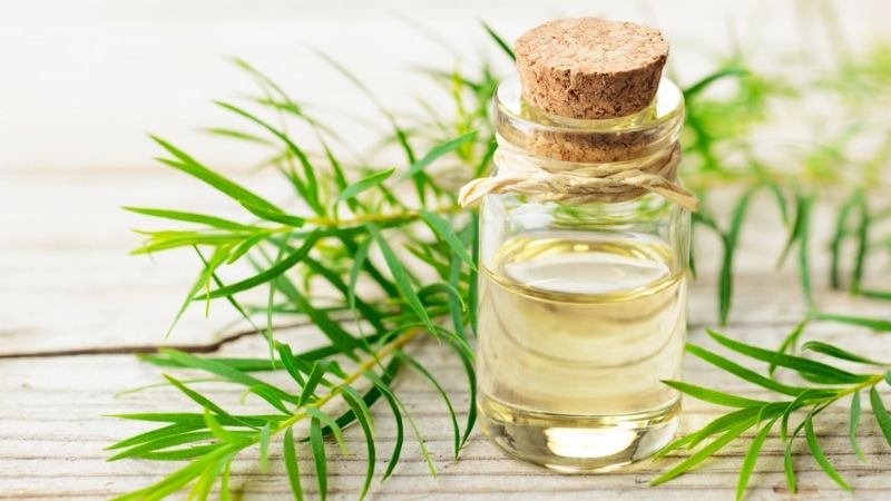 chữa viêm lợi bằng tinh dầu tràm tai nhà