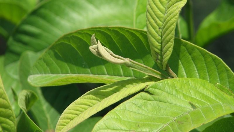 chữa viêm nướu răng tại nhà bằng lá ối
