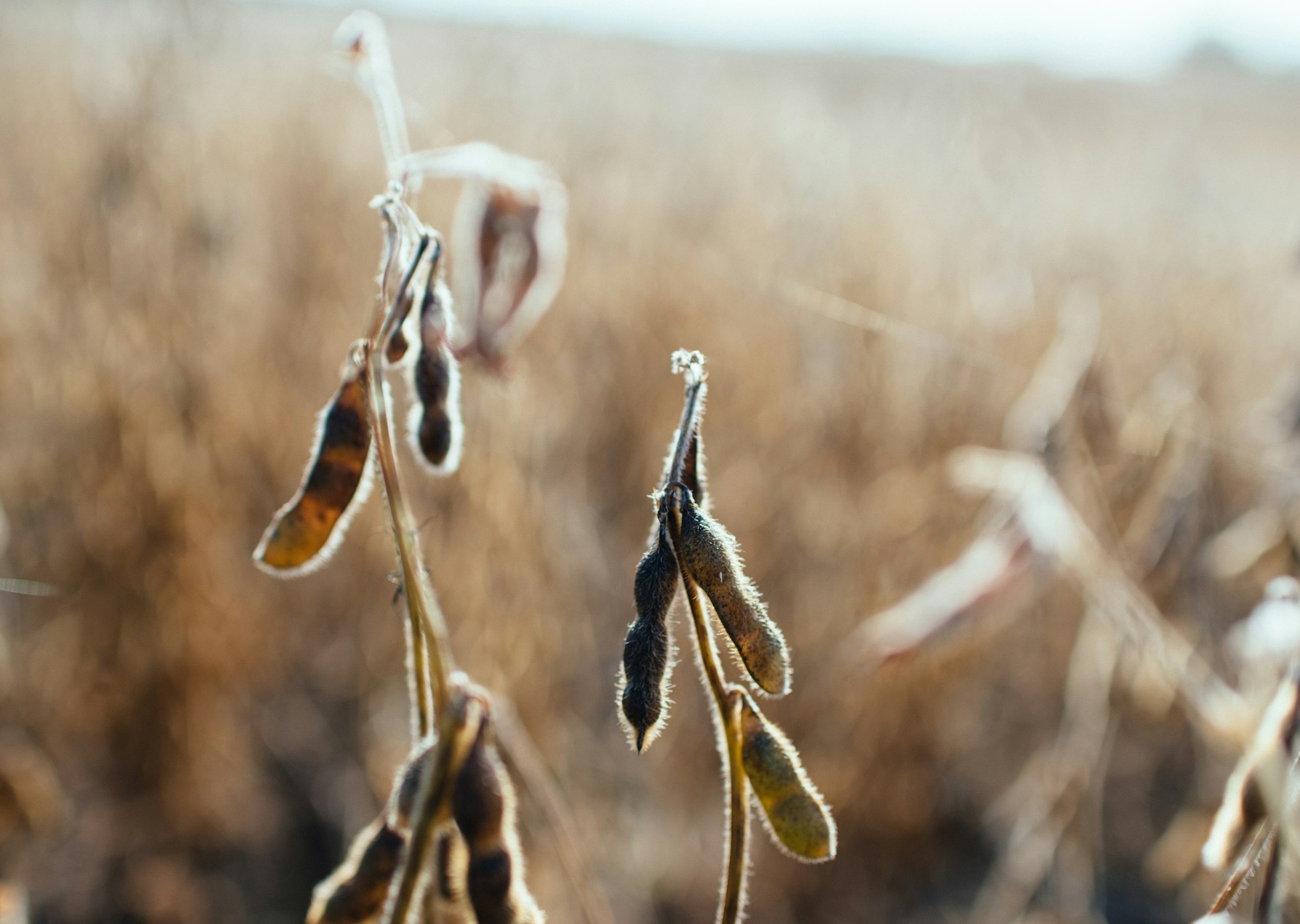 Soybean plant in a field