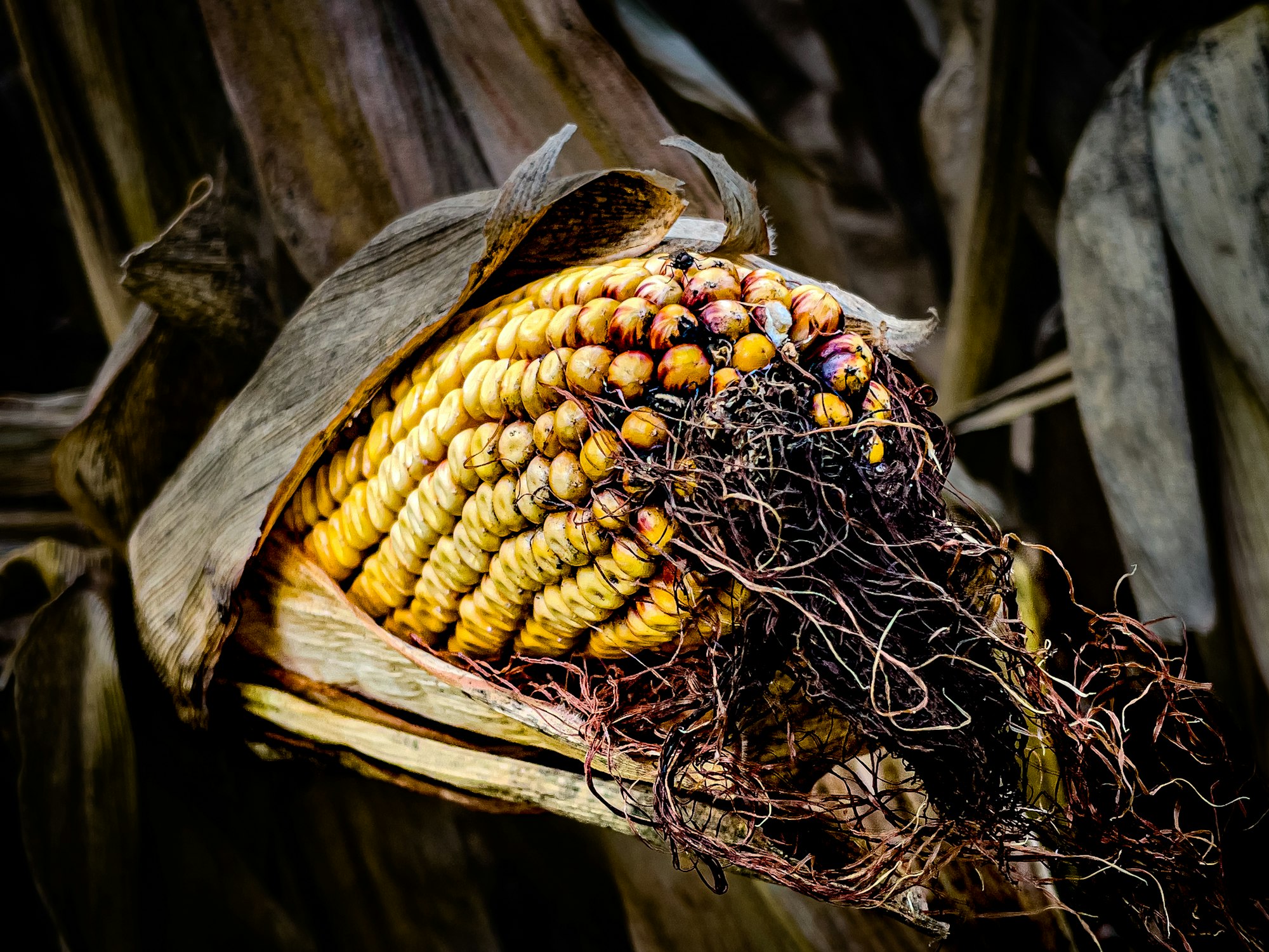 Close-up of a dried corn cob at harvest