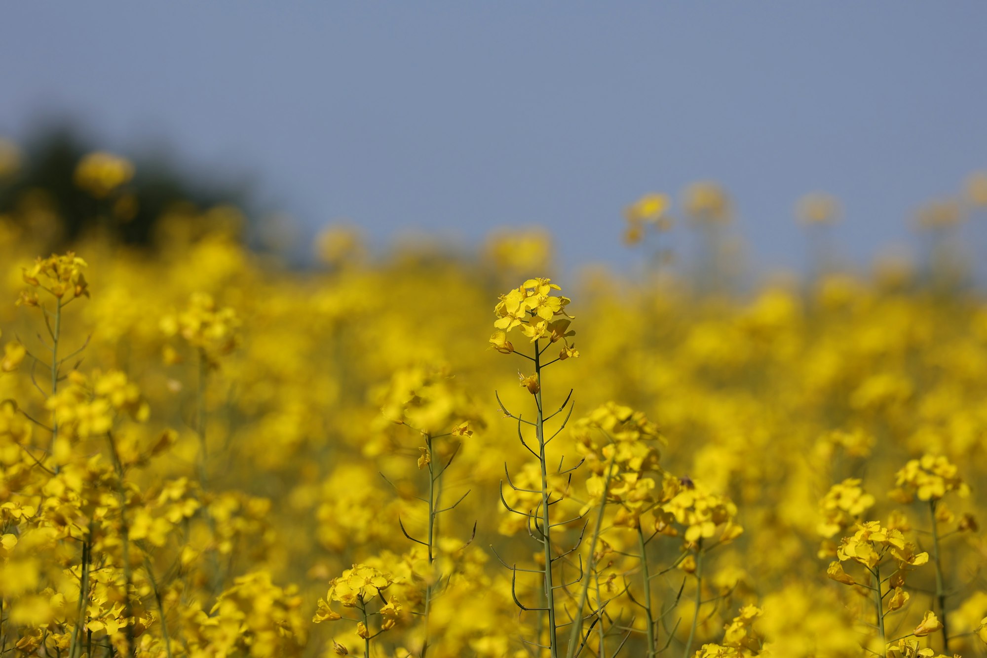 Yellow canola field in bloom