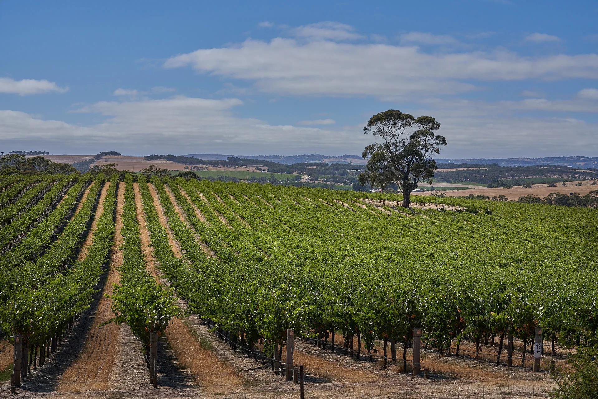 Close view of Geier Vineyard