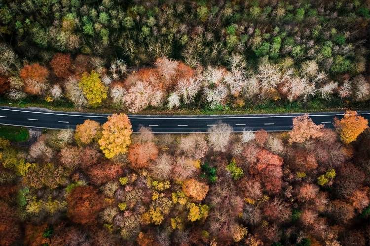 road through different colour trees representing the employee journey
