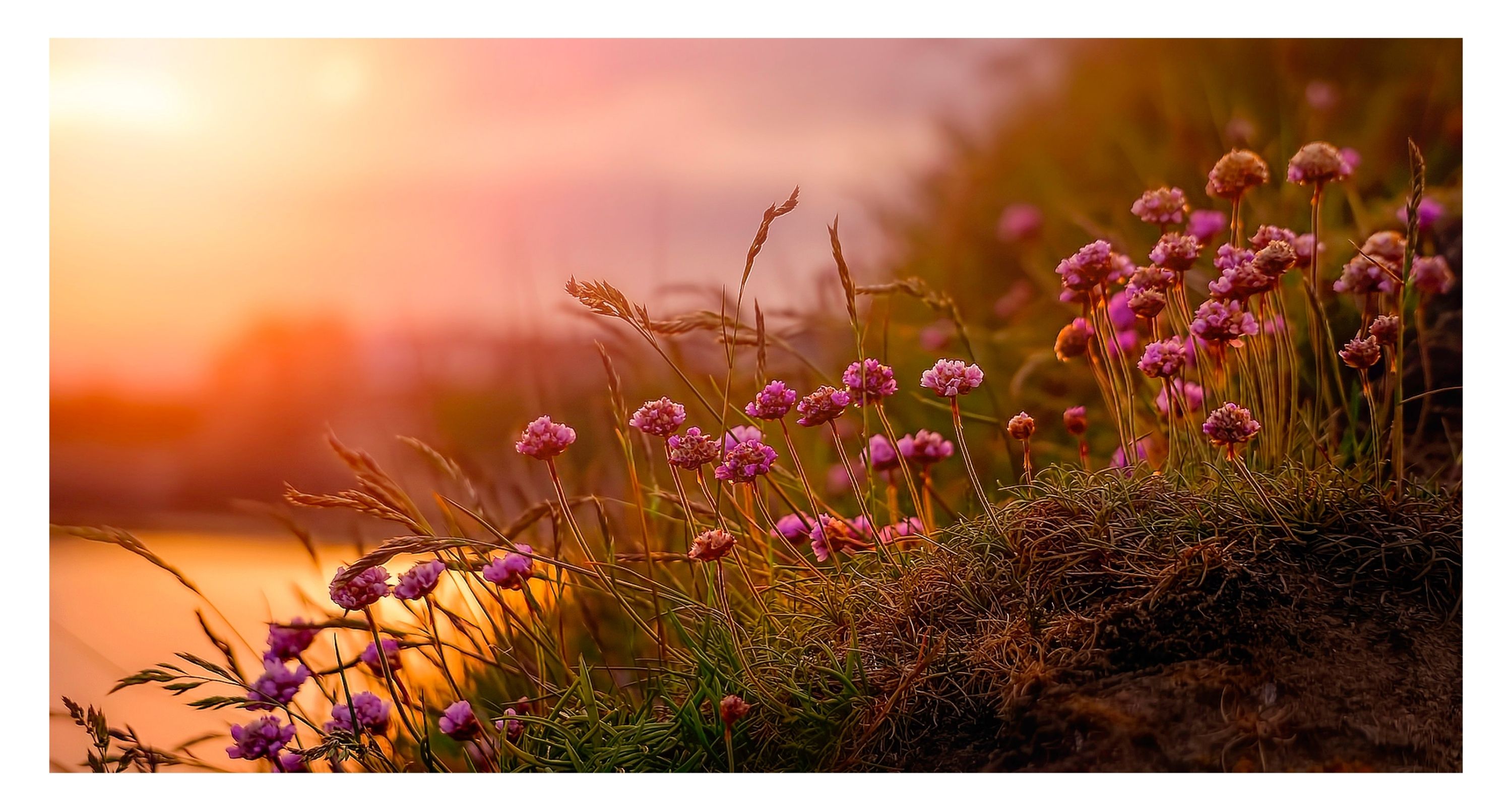 🌸 Blenheim Flower Show 2026 – A Blooming Summer Highlight
