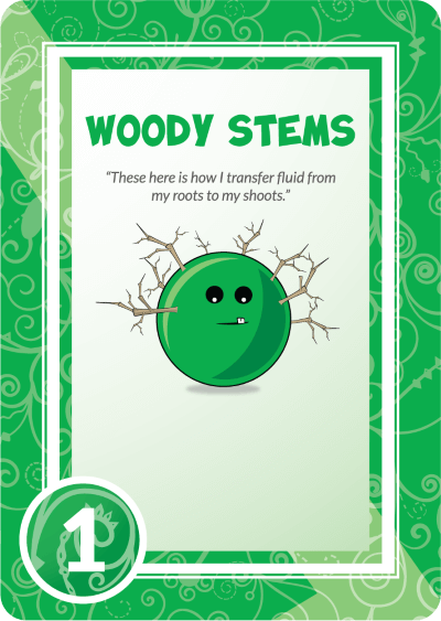 WOODY STEMS