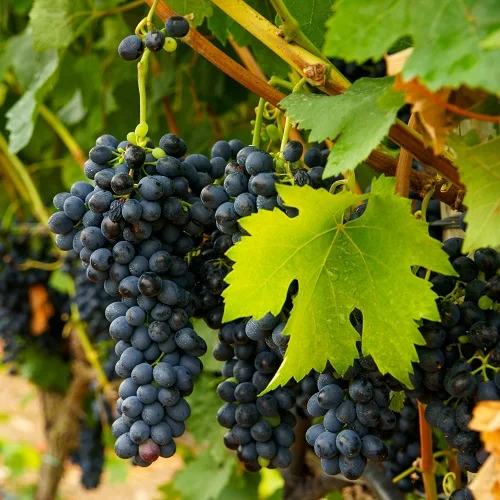 Fox Valley Winery
