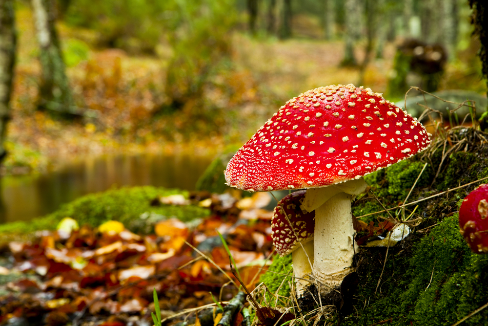 Informatie herfstvakantie