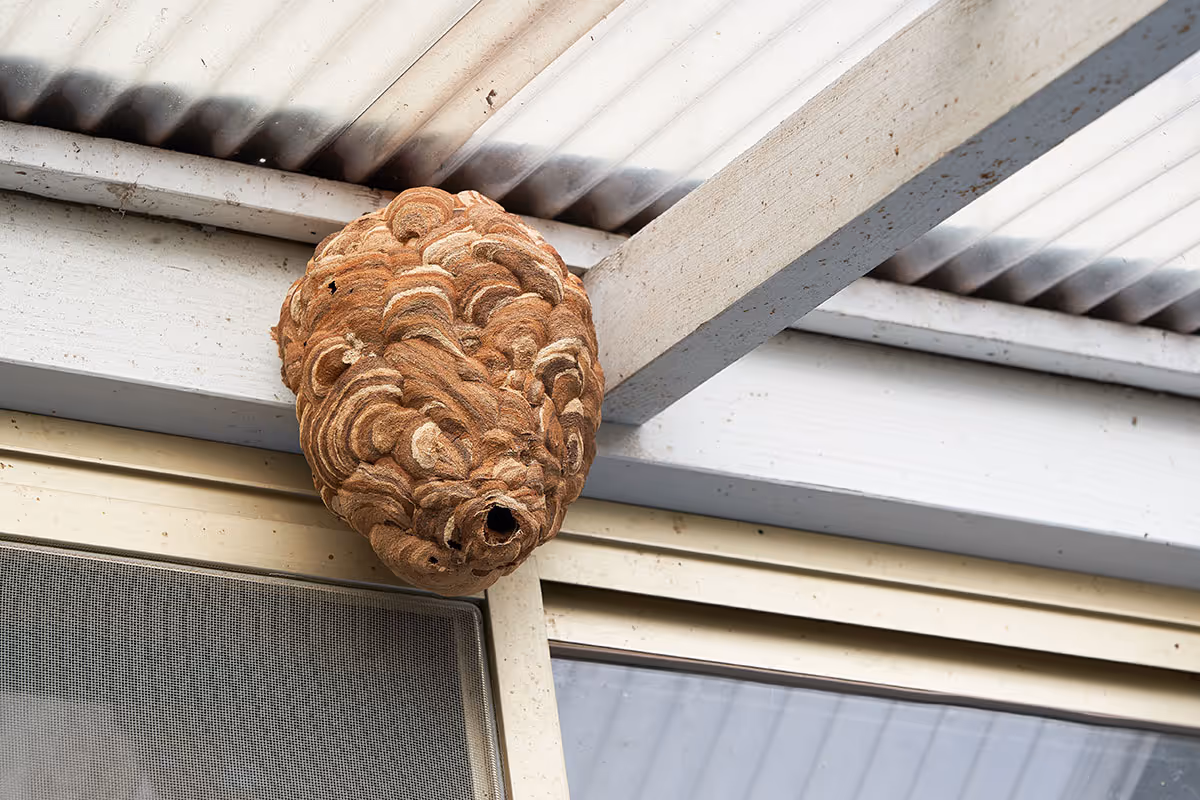 A hornet's nest on the outside of a home.