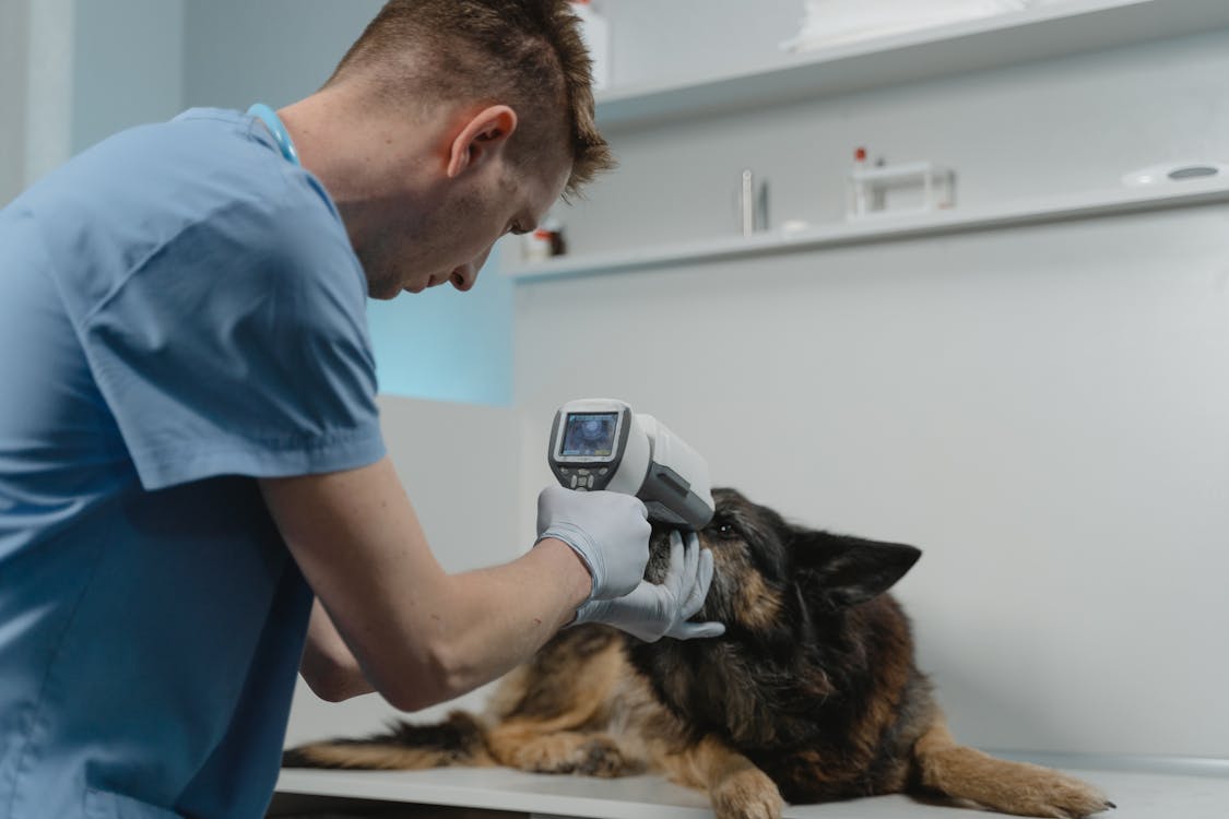 Free A Vet Checking a Dog Eyes Using a Medical Equipment Stock Photo