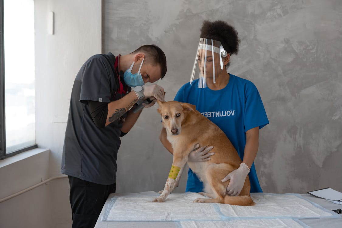 Free Volunteers Checking on a Dog Stock Photo