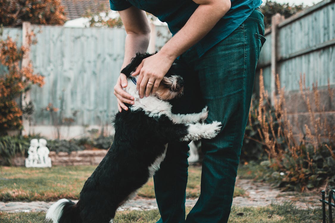 Free Person Holding Black And White Dog Stock Photo