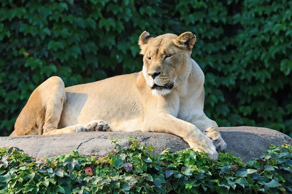 Park Zoo