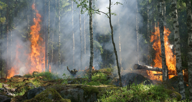 wildfire detection