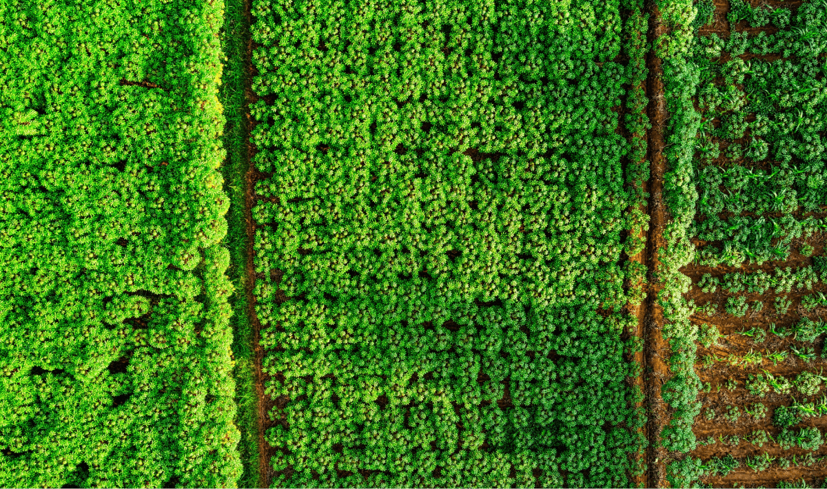 computer vision in harvesting