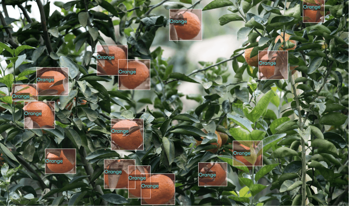 annotated oranges