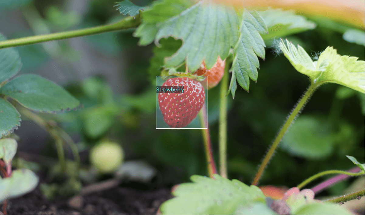 annotated strawberry