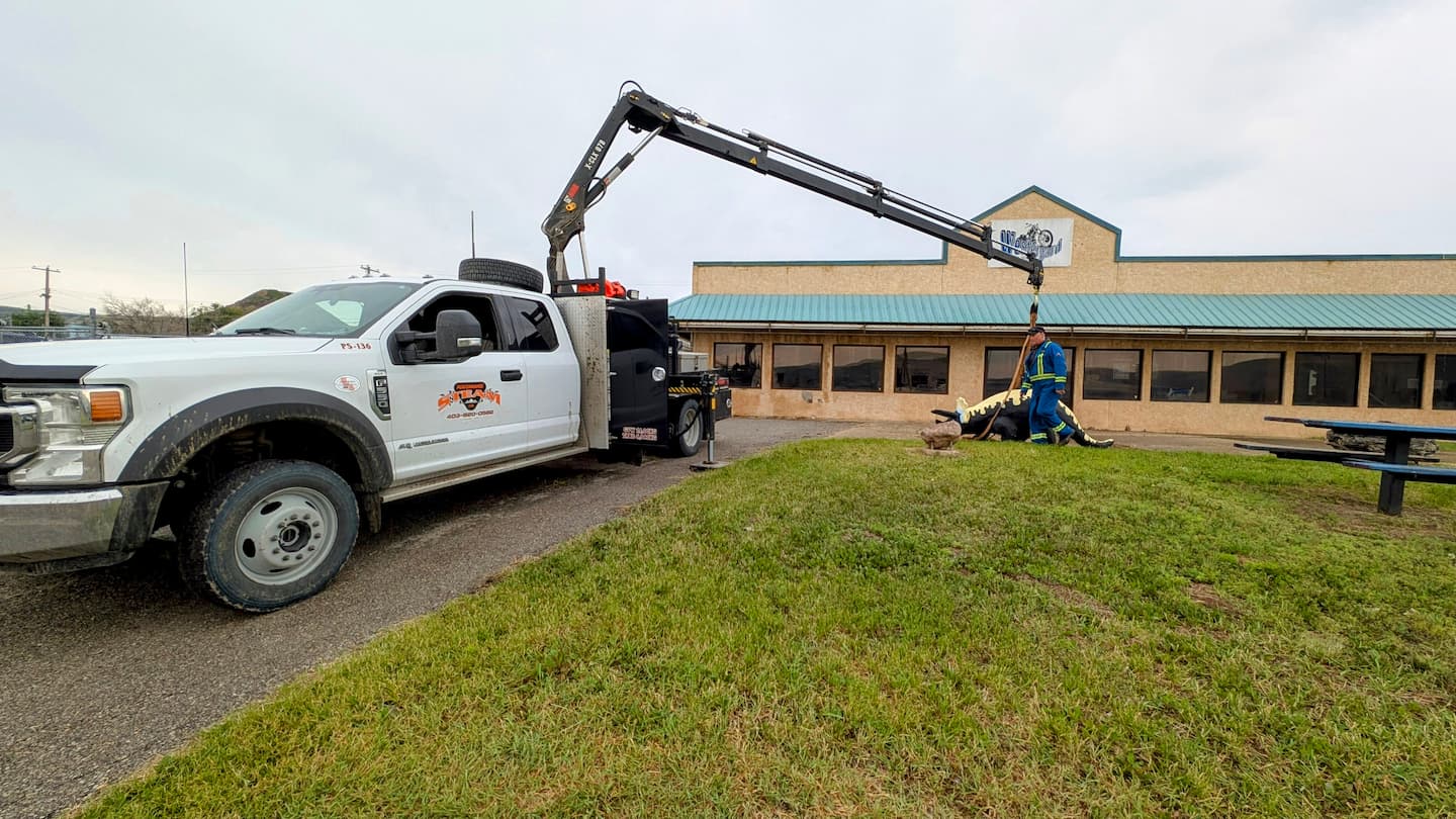 A image of a dinosaur being moved