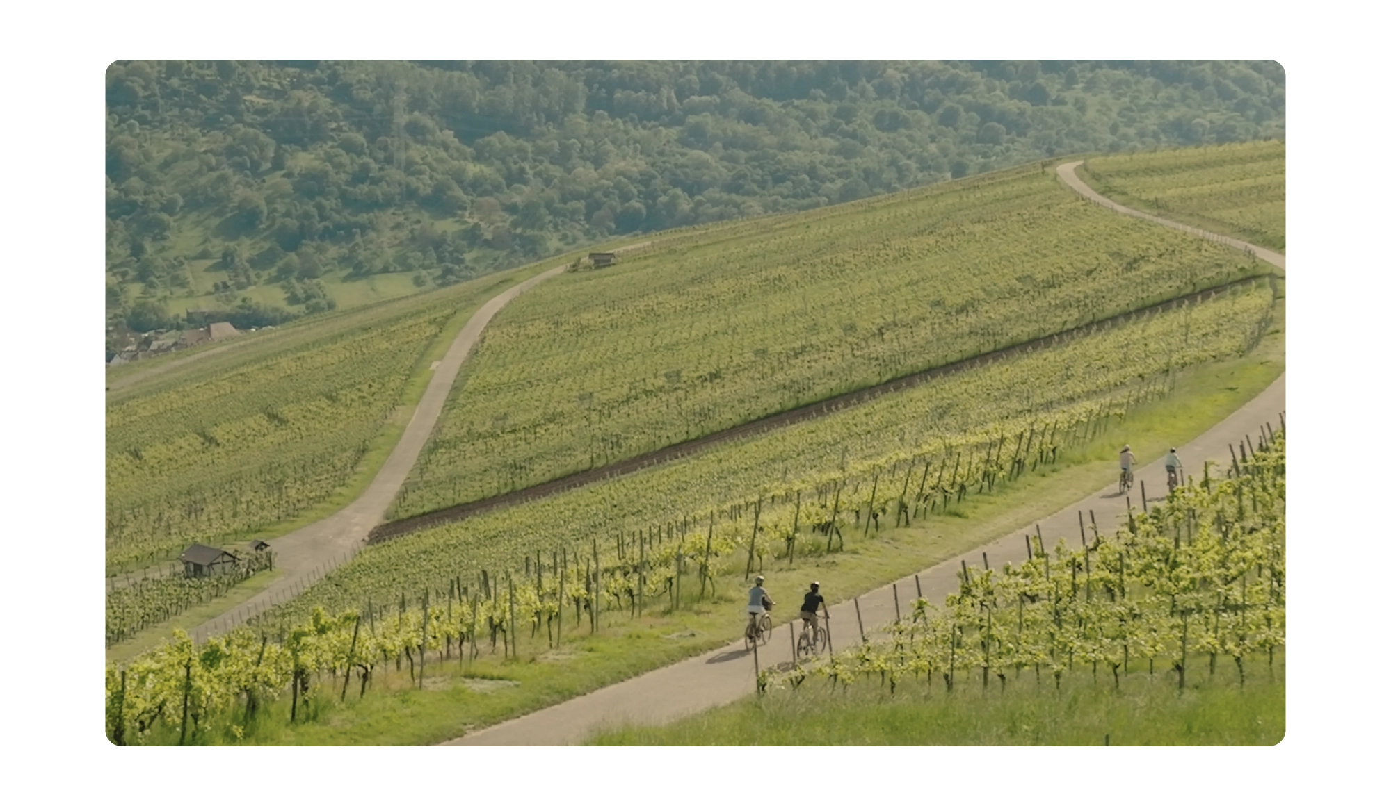Fahrradfahrer auf einem Feldweg in den Weinbergen der Region Stuttgart im Sommer