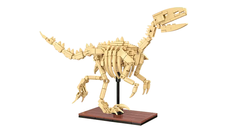 Dinosaur Velociraptor Fossil