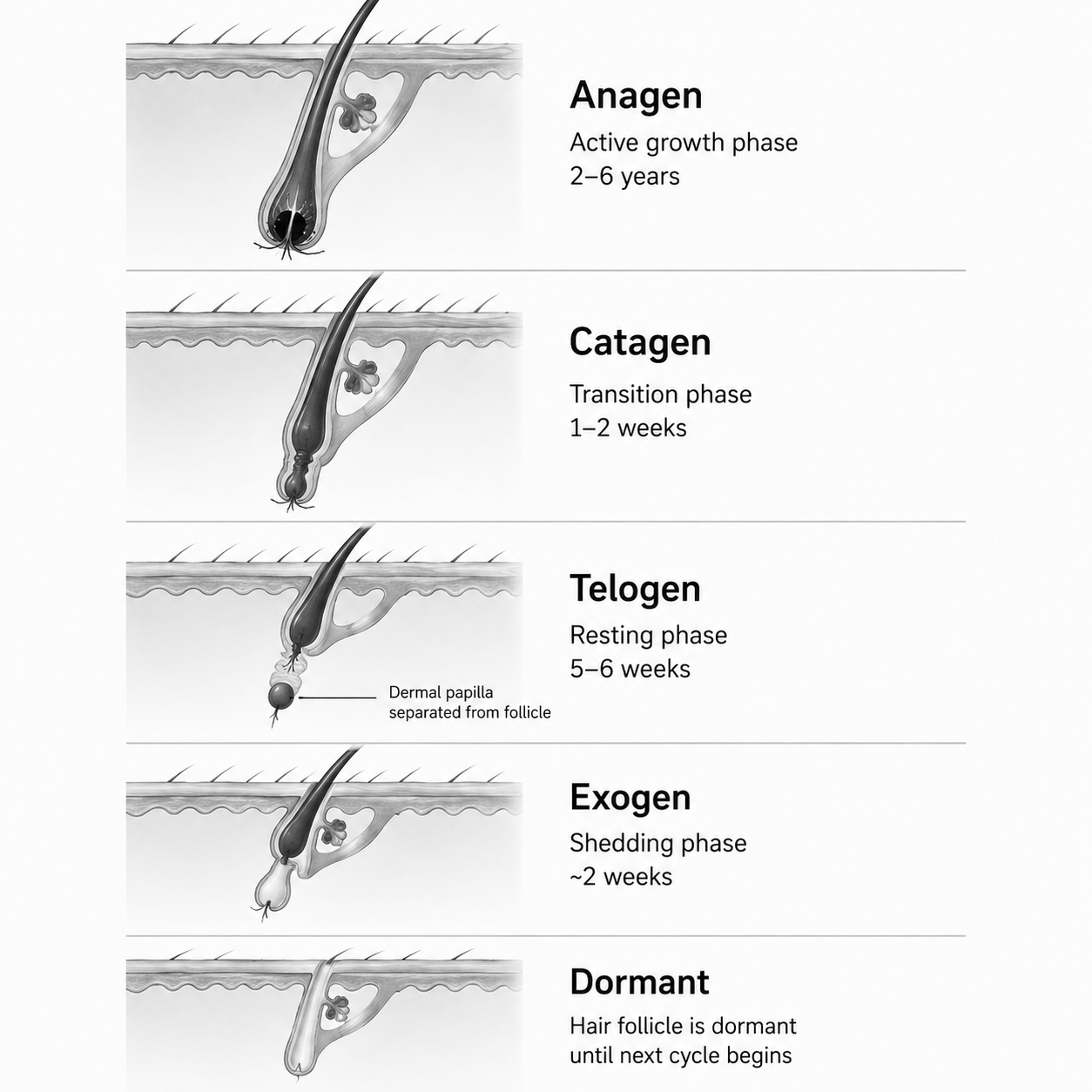image of hair follicles in their various hair growth stages