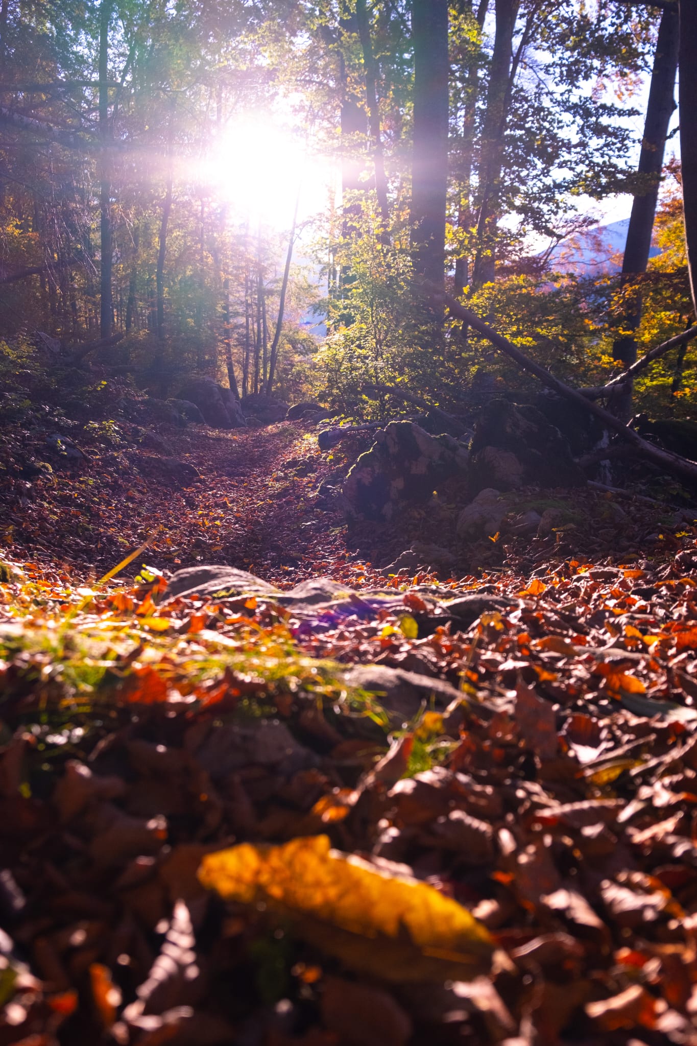 Sunlight falling on a forest path covered in autumn leaves