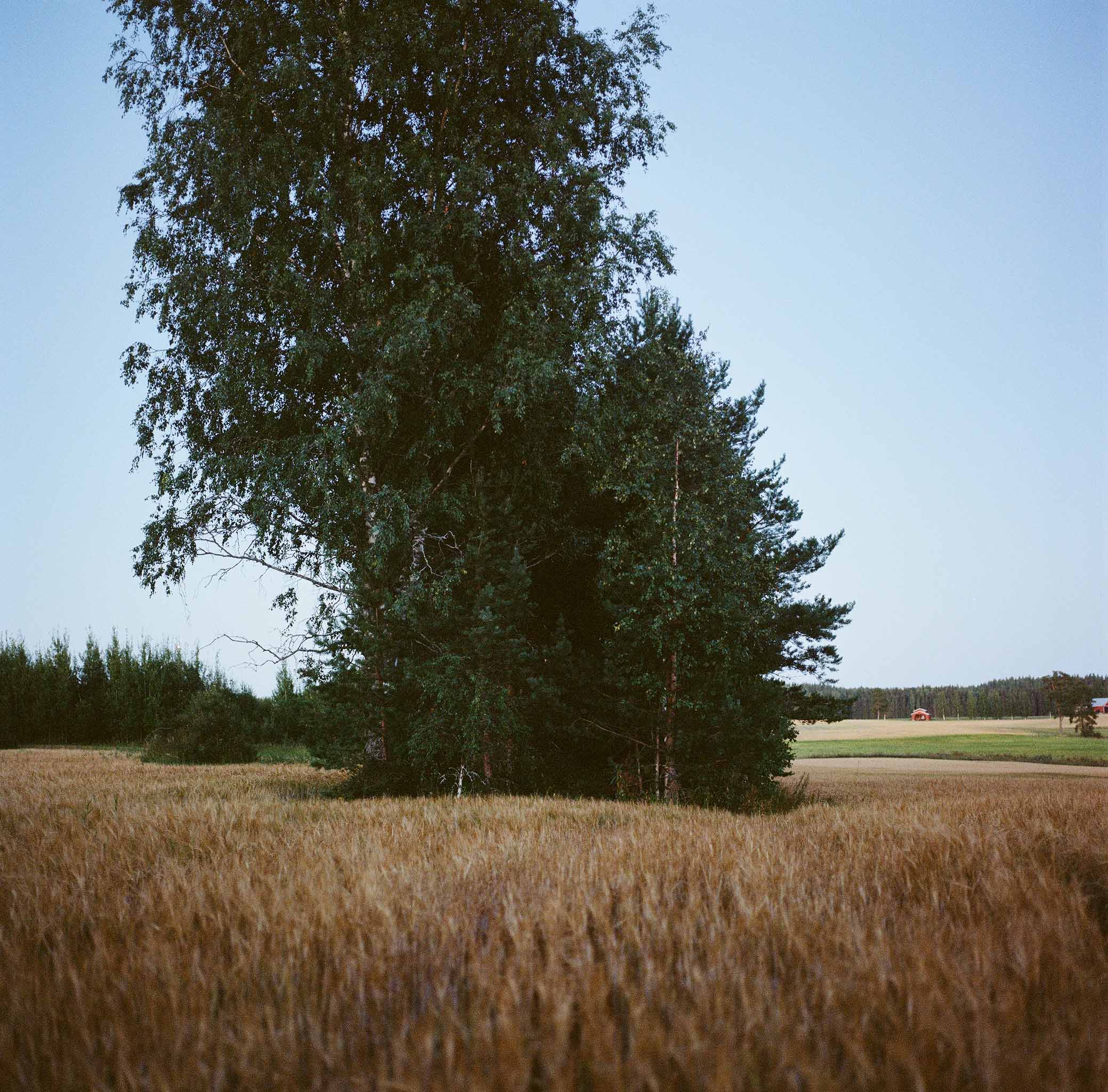 Parikkala, summer 2022 © Hanna Koikkalainen.