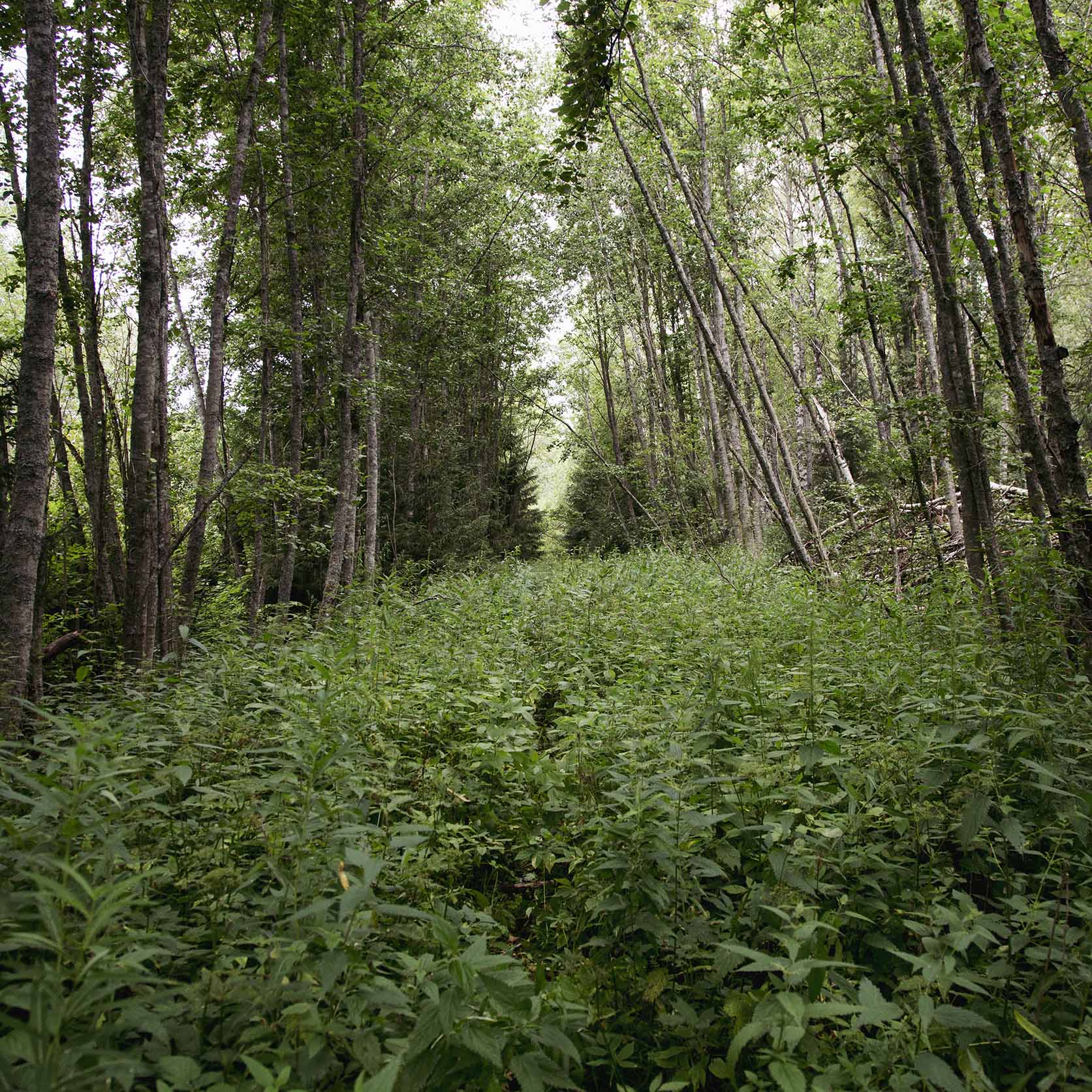 Syväoro (Russia). 1.8.2019 © Hanna Koikkalainen.