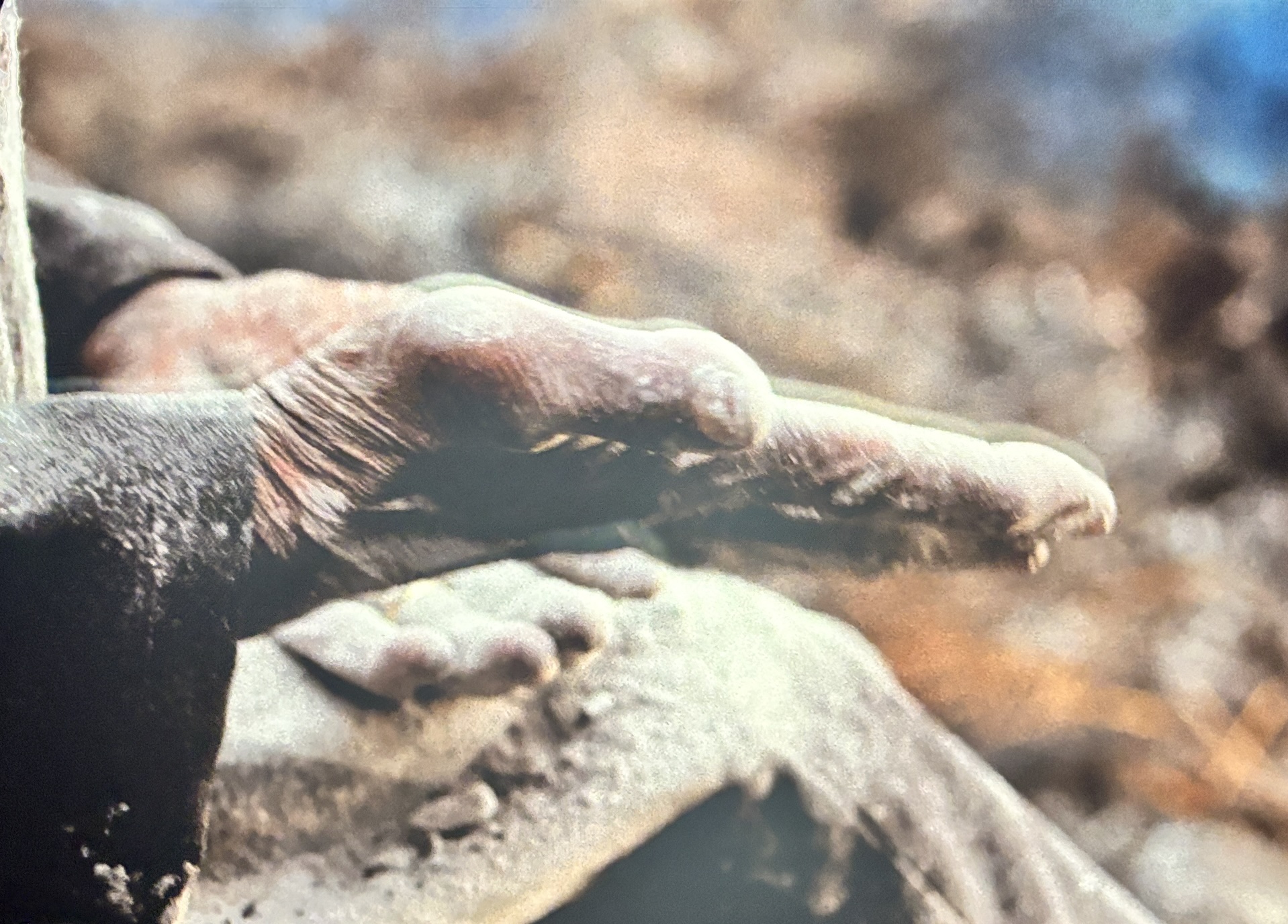 Mosese’s This Is Not a Burial, It’s a Resurrection is a haunting meditation on grief, displacement, and ancestral memory.