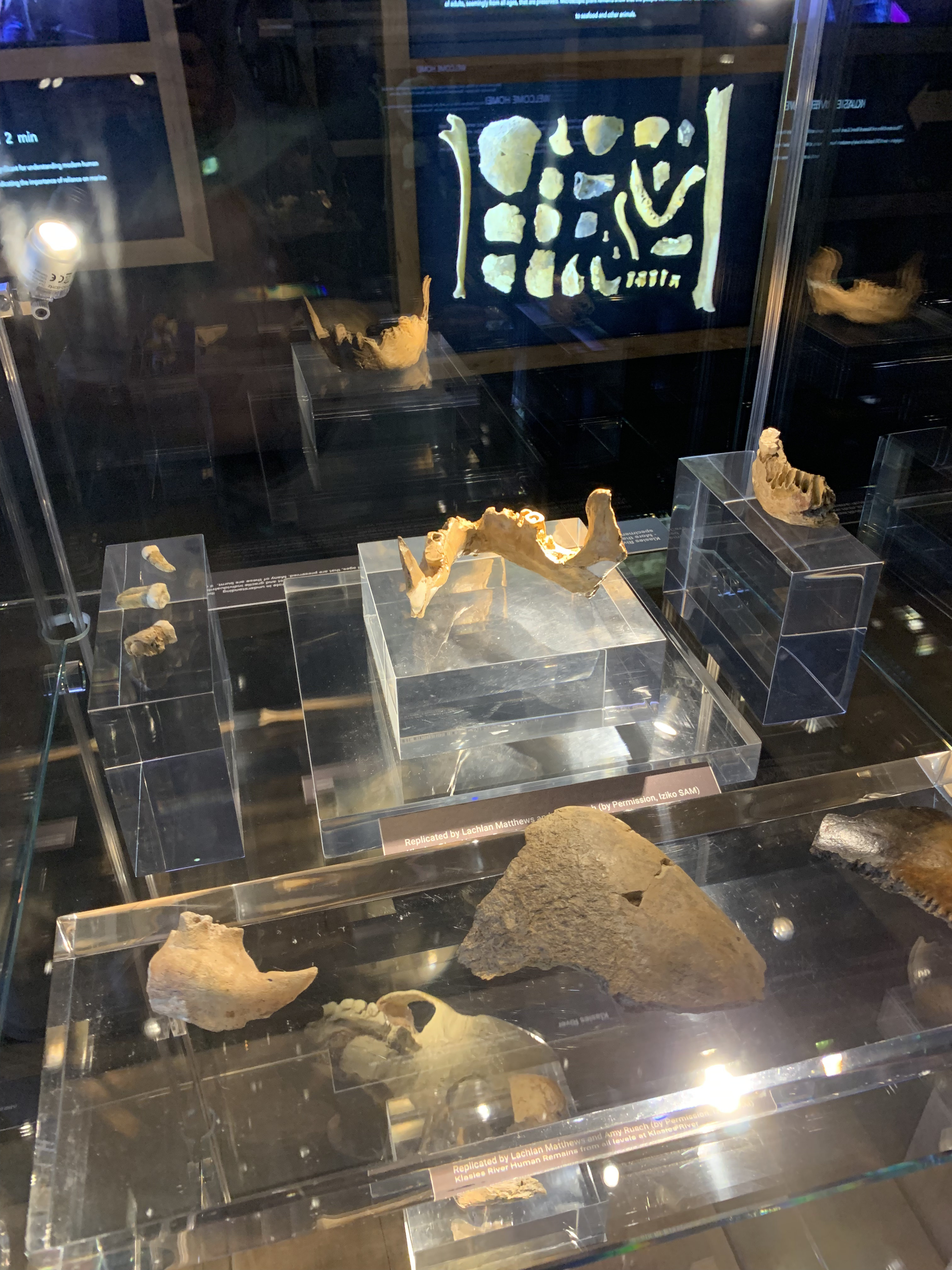 Klasies copies of human remains on display in the Origins of Early Southern Sapiens Behaviour Exhibition