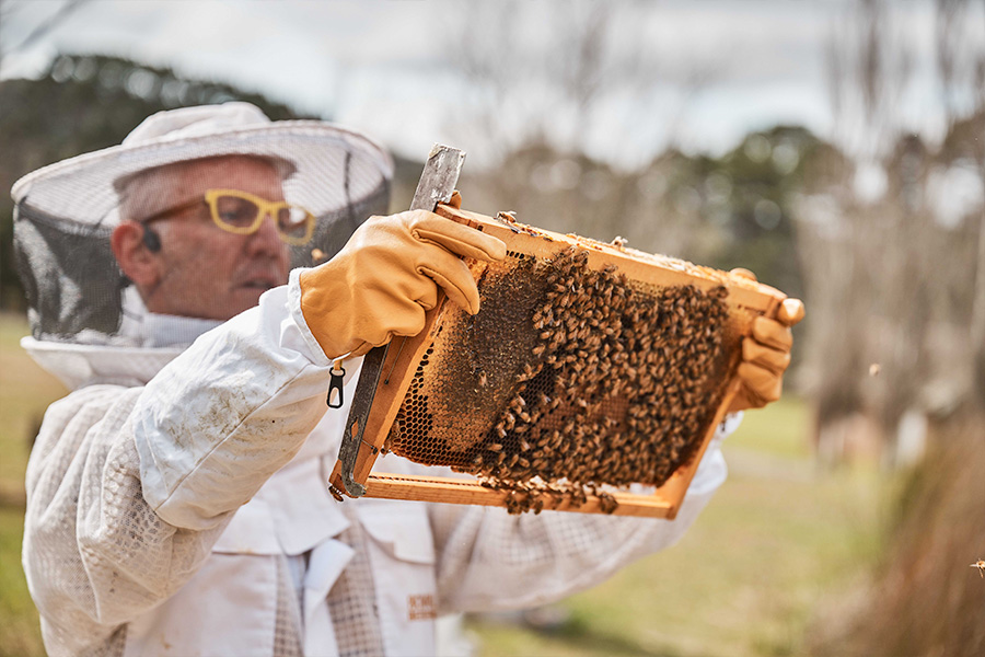 Hamish wearing protective beekeeping gear holds up a wooden frame covered with bees, inspecting the hive in an outdoor setting with blurred trees in the background.