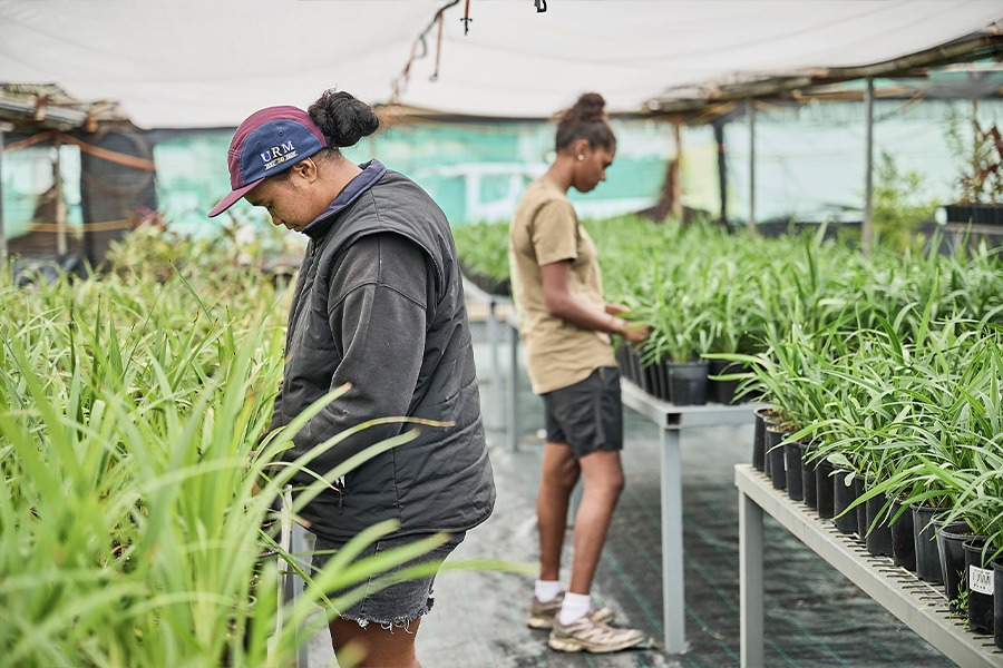 Two Bush to Bowl employees tending rows of potted green plants on raised benches in a nursery under shade cloth.