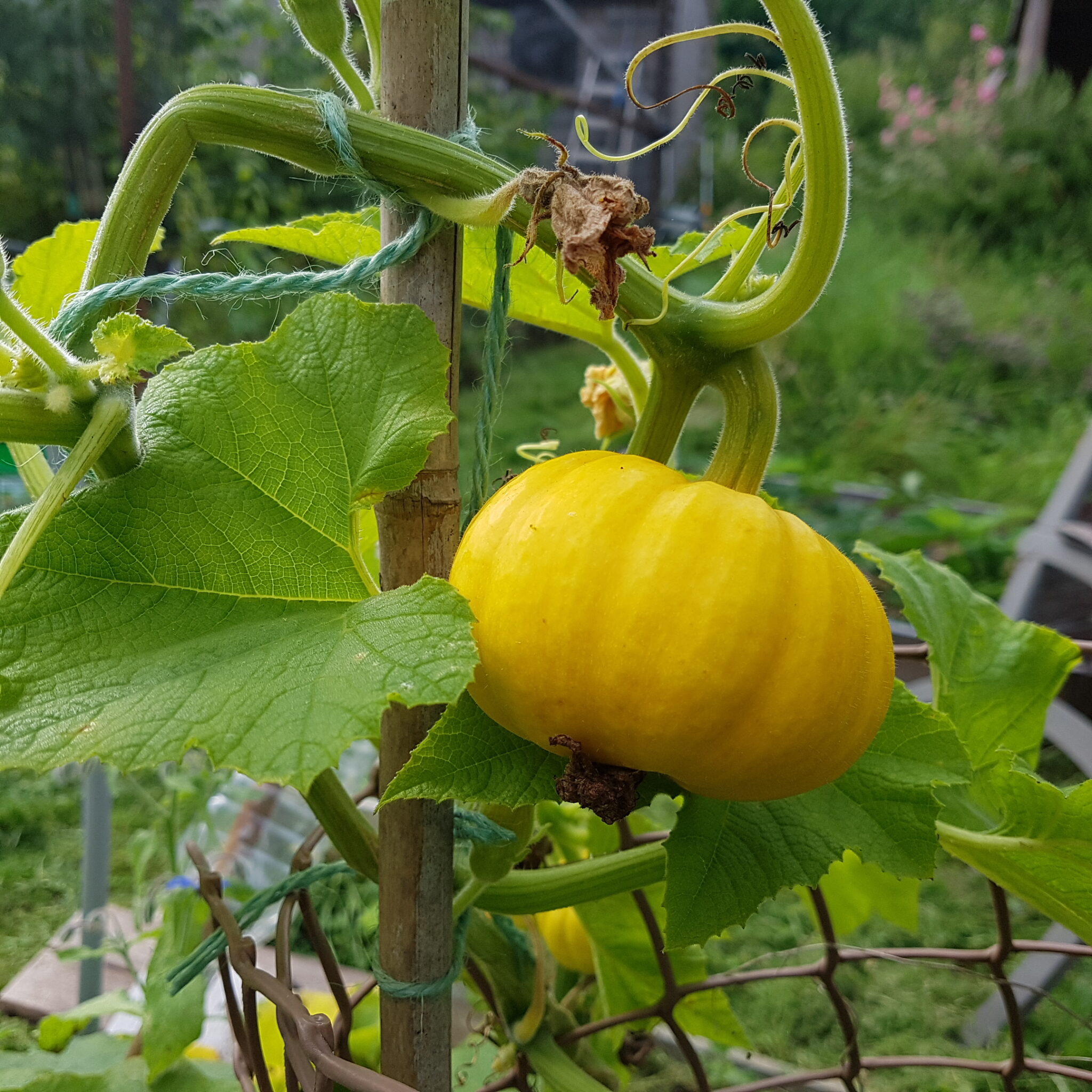 Grow Joyce & Snell's (2026)