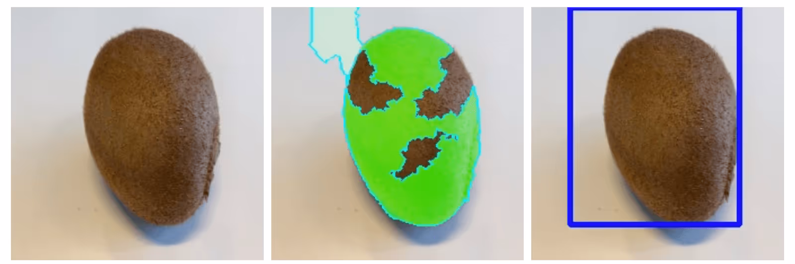 Different stages of a kiwi being recognized by the program