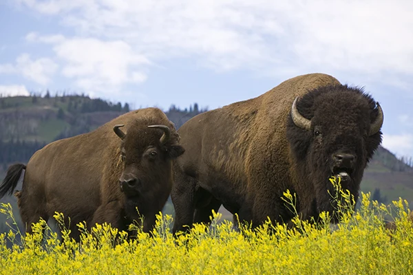 Displayed image from the thumbnail slider