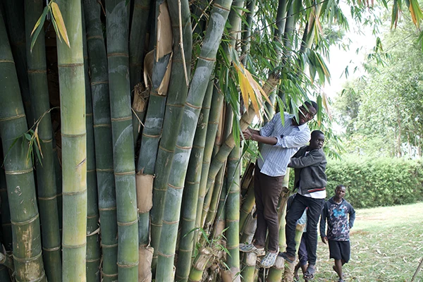 Displayed image from the thumbnail slider