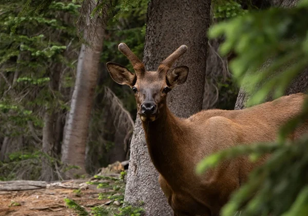 Displayed image from the thumbnail slider